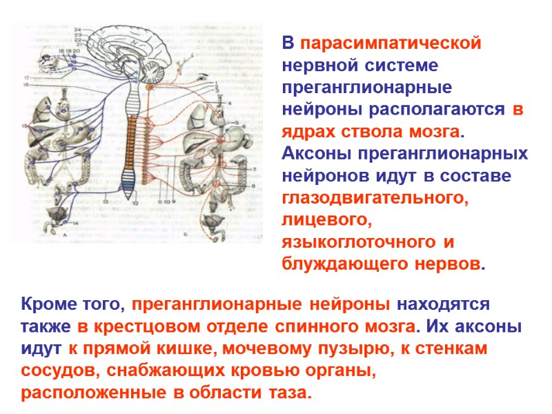 В парасимпатической нервной системе преганглионарные нейроны располагаются в ядрах ствола мозга. Аксоны преганглионарных нейронов В парасимпатической нервной системе преганглионарные нейроны располагаются в ядрах ствола мозга. Аксоны преганглионарных нейронов
